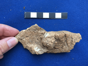 carnivore gnawed calcaneus