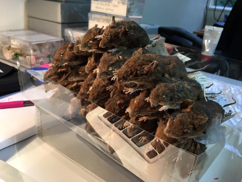 Dead mouse collection 1